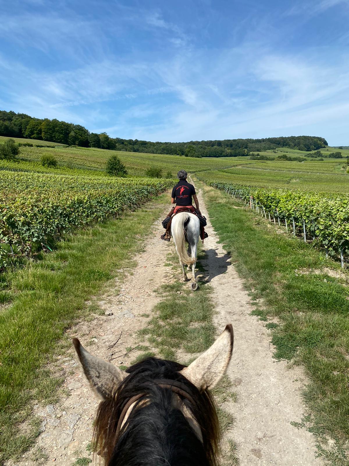Image Chevauchée pétillante dans les vignobles de Champagne