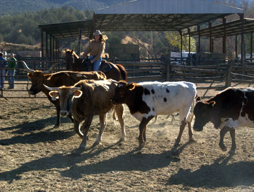 Image Usa : Séjour dans un ranch et multi activités dans Pleasant Valley en Arizona
