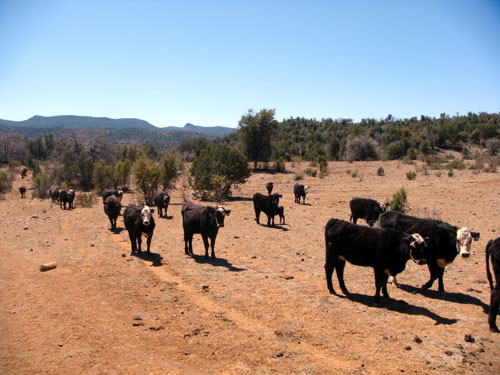 Image Usa : Séjour dans un ranch et multi activités dans Pleasant Valley en Arizona