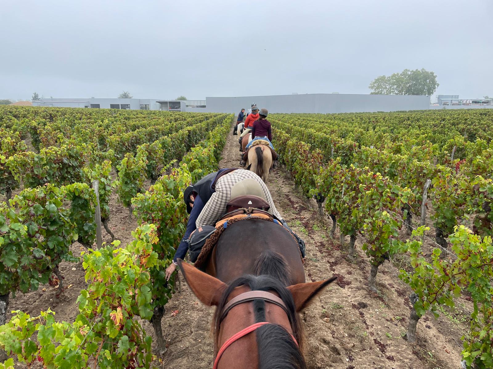 Image Les grands vins de Bordeaux à cheval