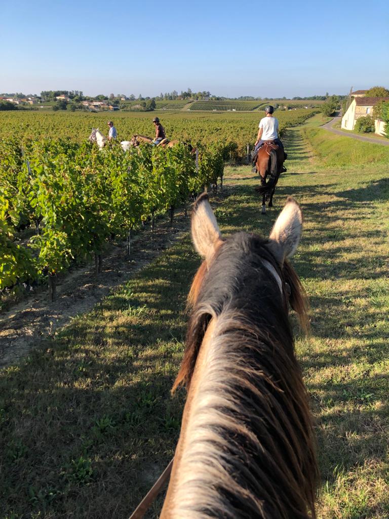 Image Les grands vins de Bordeaux à cheval