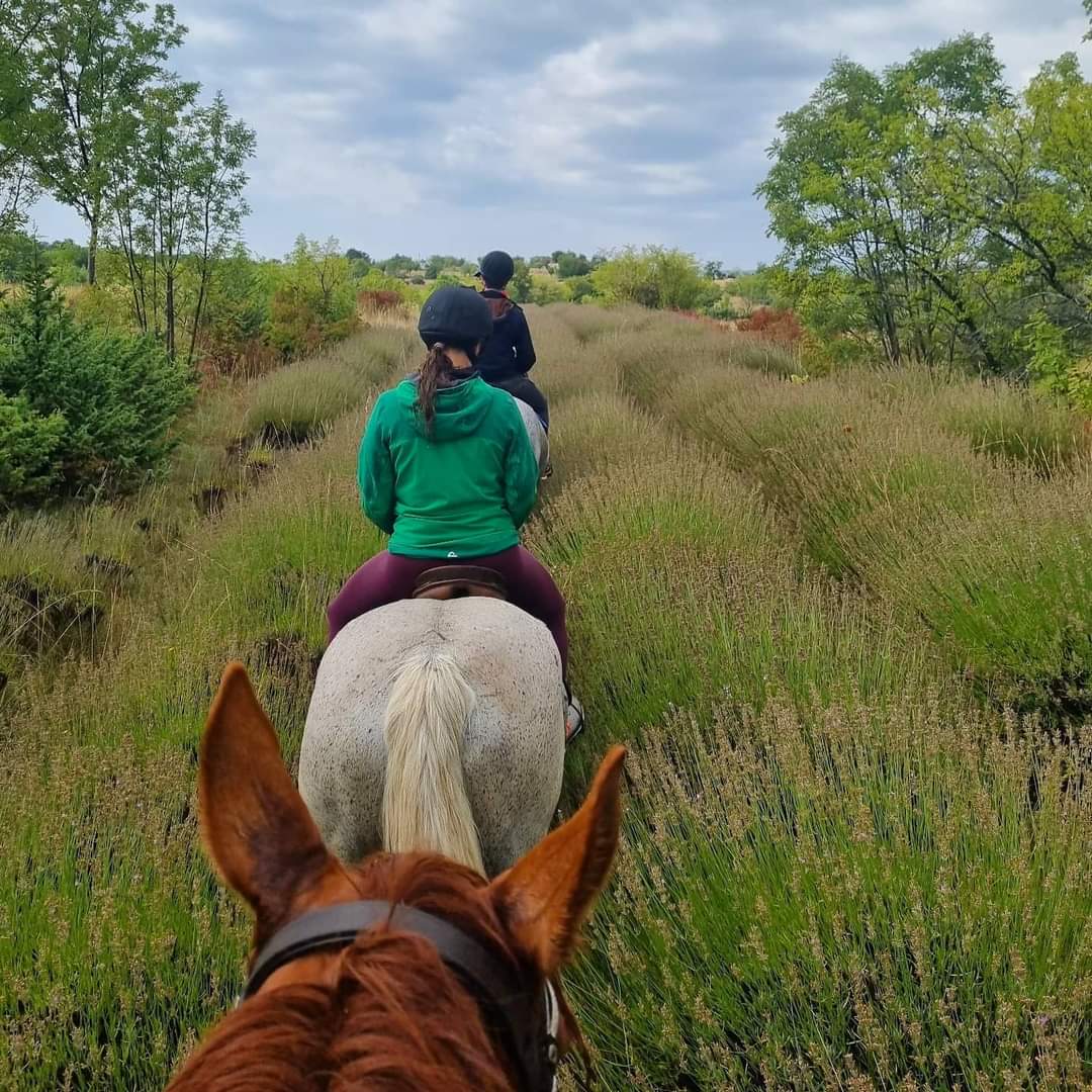 Image Croatie: Les collines de Dalmatie à cheval