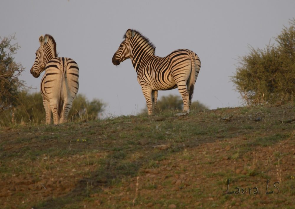 Image Botswana : Safari à cheval du Tuli