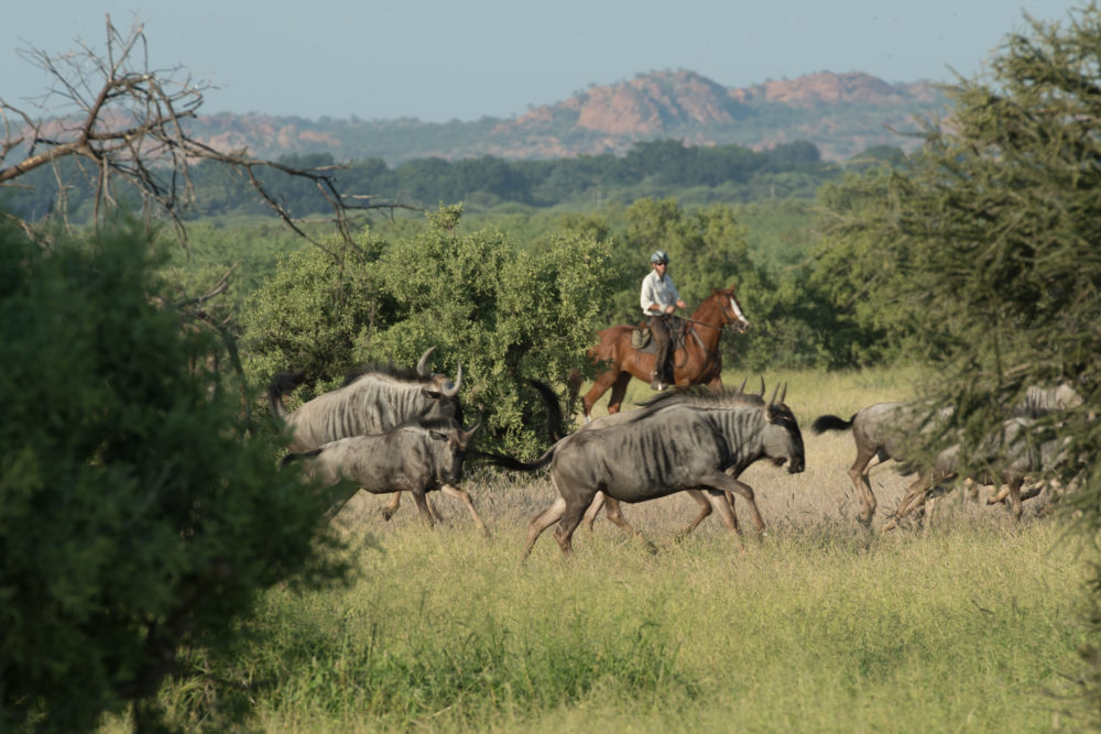 Image Botswana : Safari à cheval du Tuli