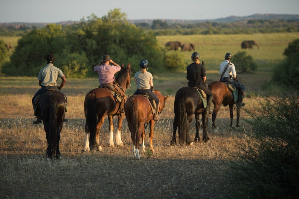 Image Botswana : Safari à cheval du Tuli