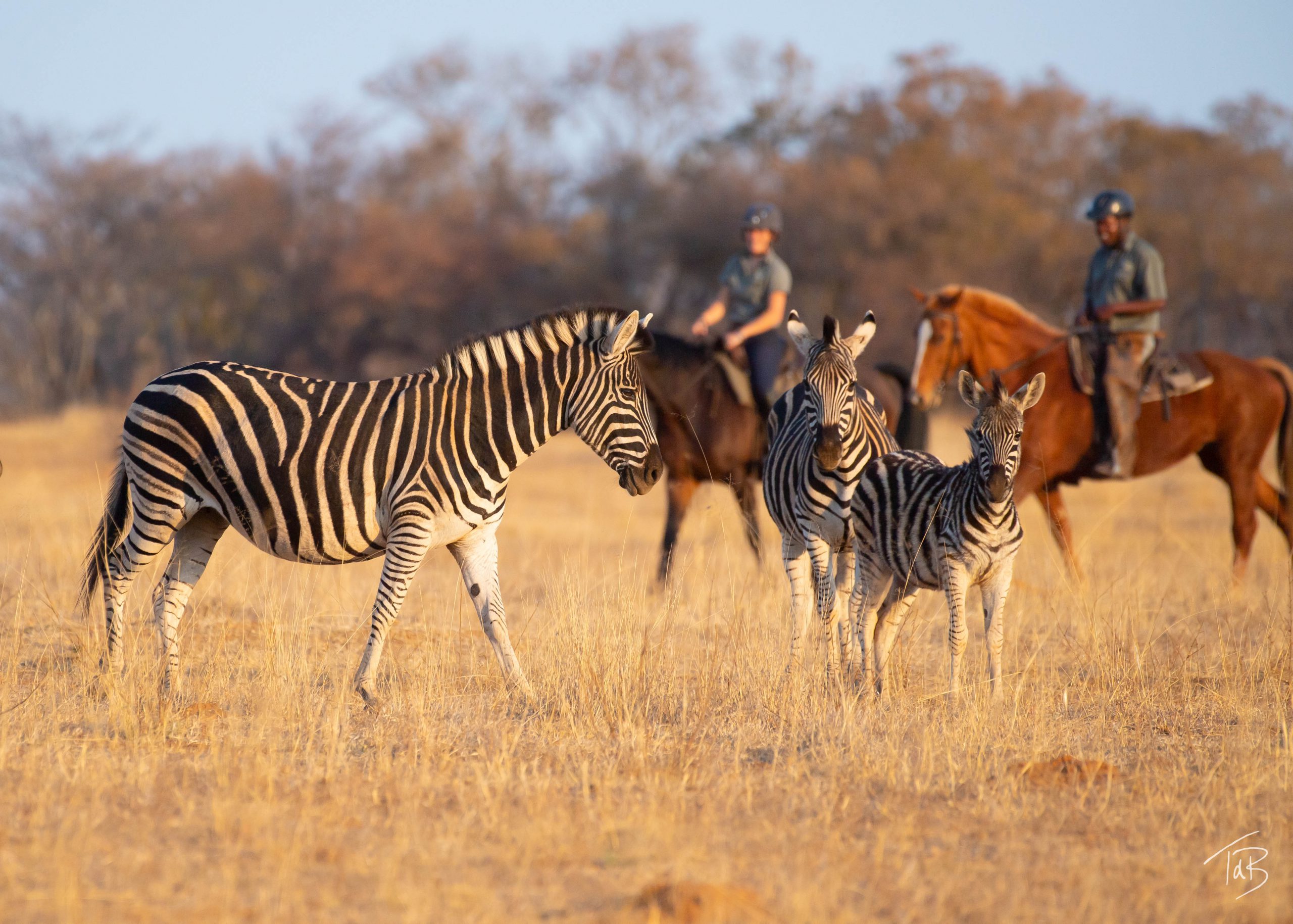 Image Afrique du Sud & Botswana : Exploration de la faune en safari à cheval