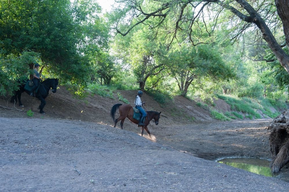 Image Botswana : Safari à cheval du Tuli
