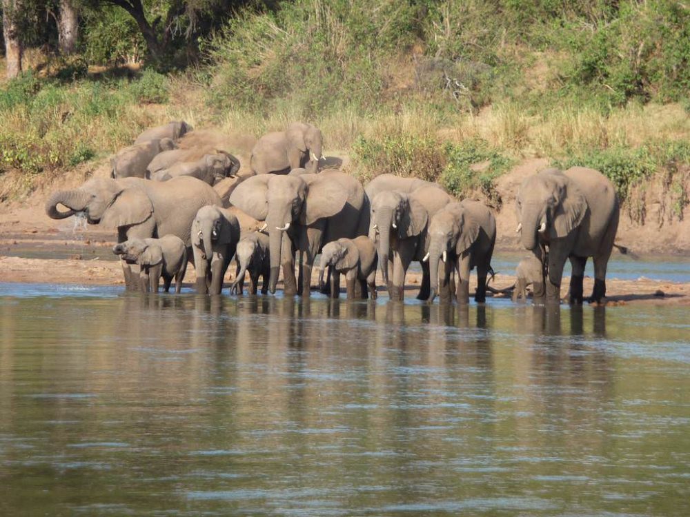 Image Botswana : Safari à cheval du Tuli