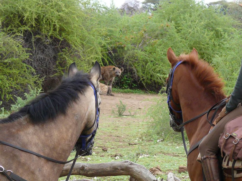Image Botswana : Safari à cheval du Tuli