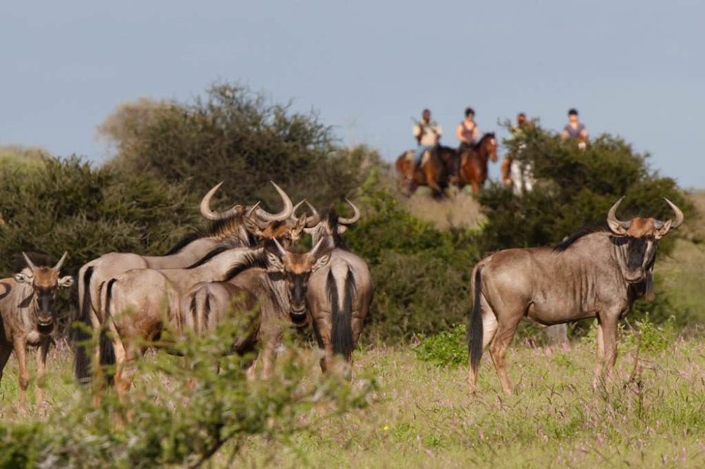 Image Botswana : Safari à cheval du Tuli