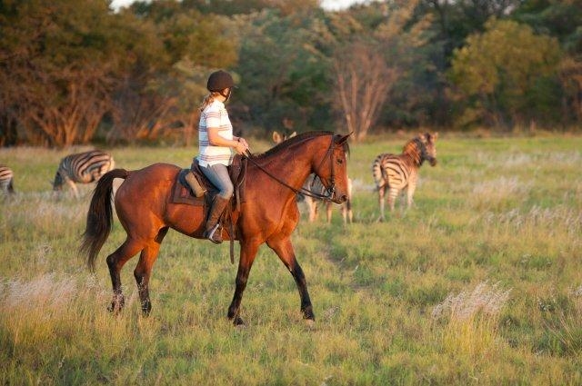 Image Afrique du Sud : Safari "Découverte" à cheval