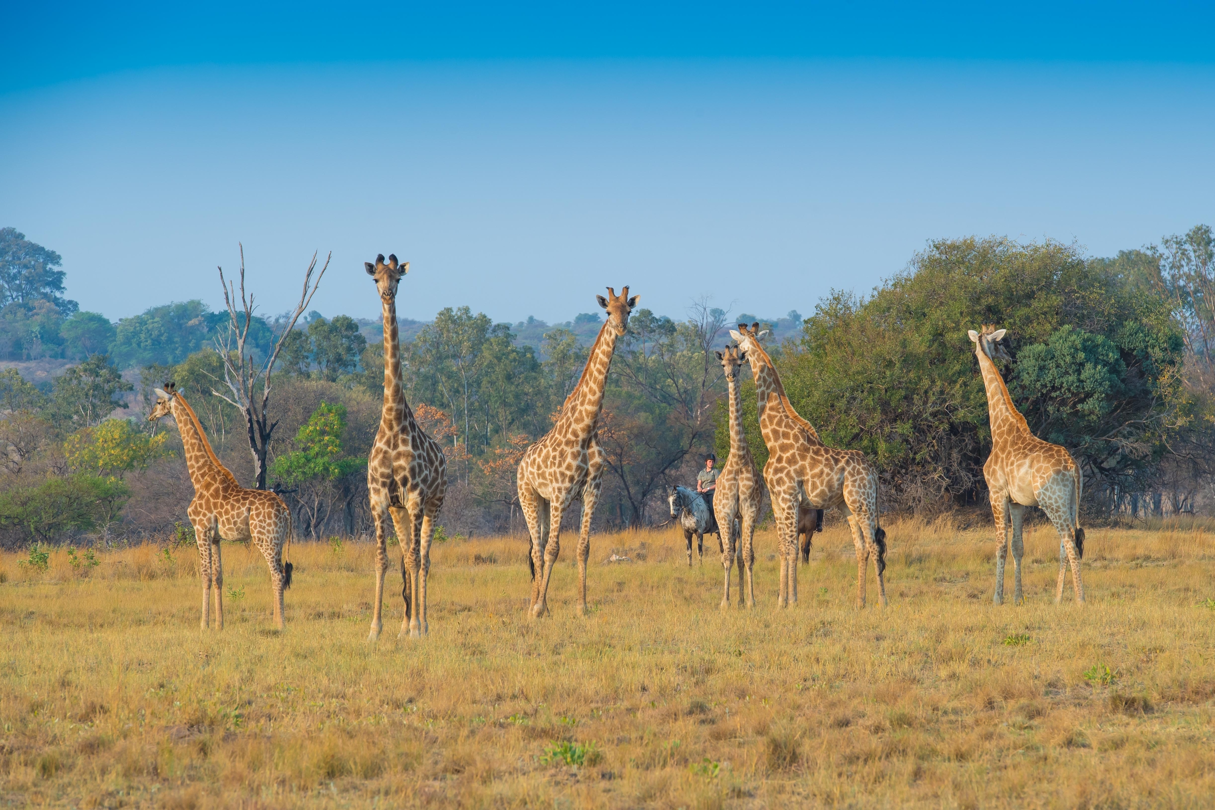 Image Afrique du Sud : Safari "Découverte" à cheval