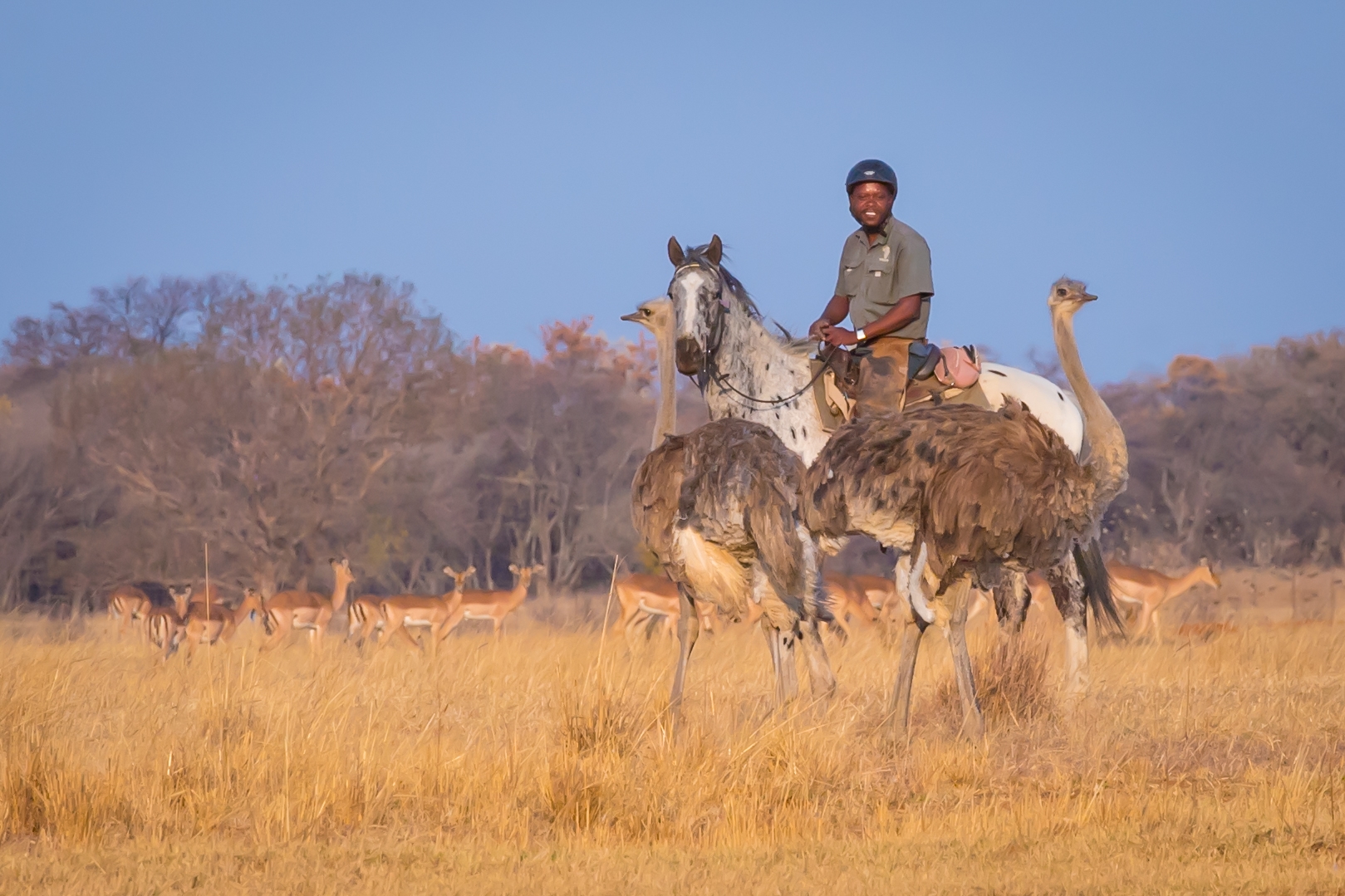 Image Afrique du Sud : Safari "Découverte" à cheval