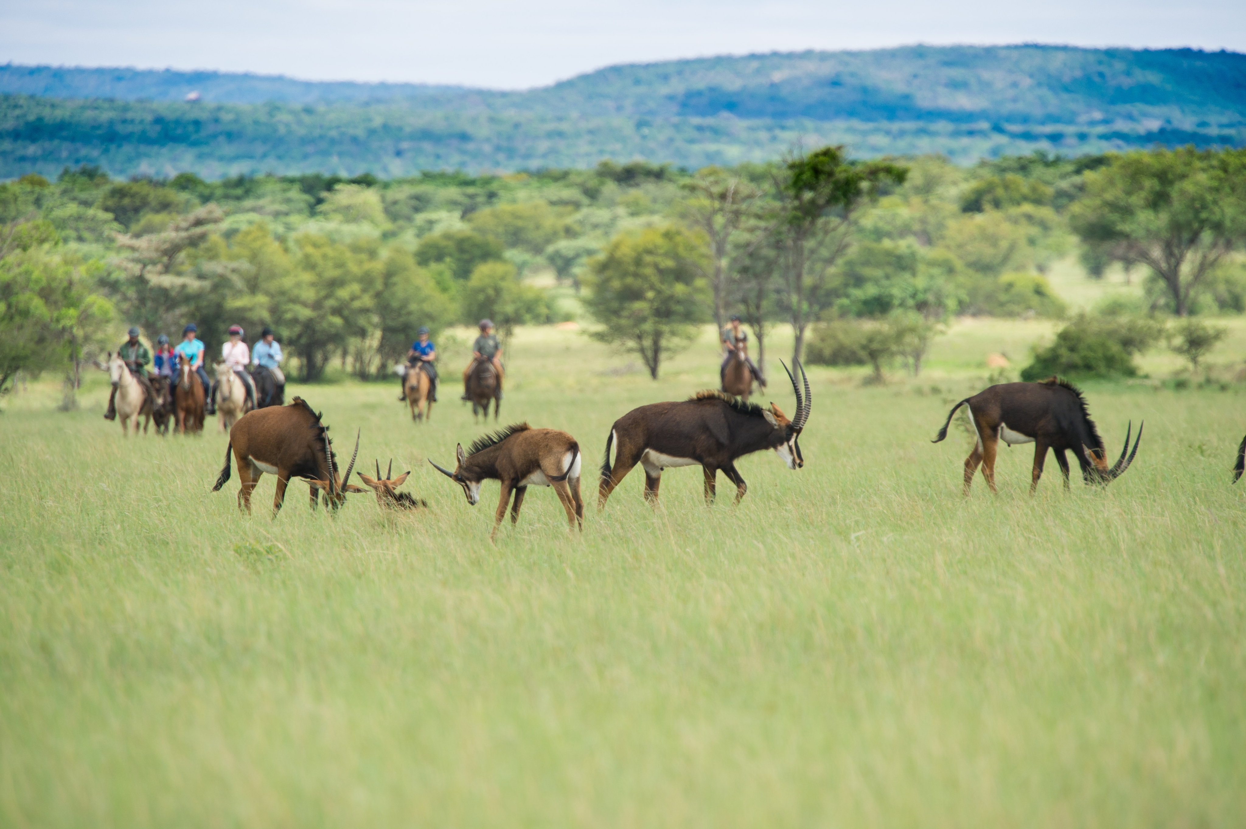 Image Afrique du Sud : Safari "Découverte" à cheval