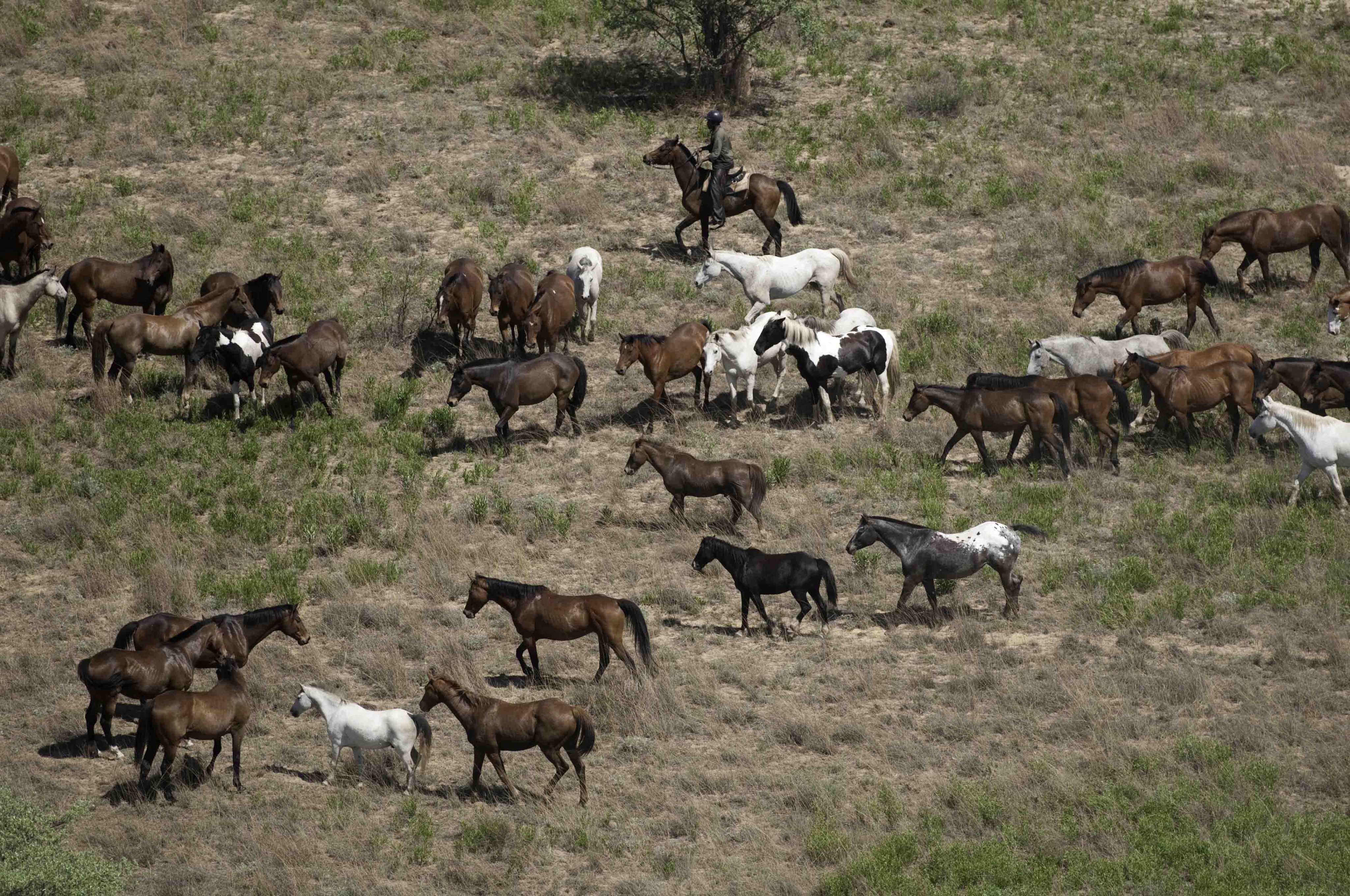 Image Afrique du Sud : Safari "Découverte" à cheval