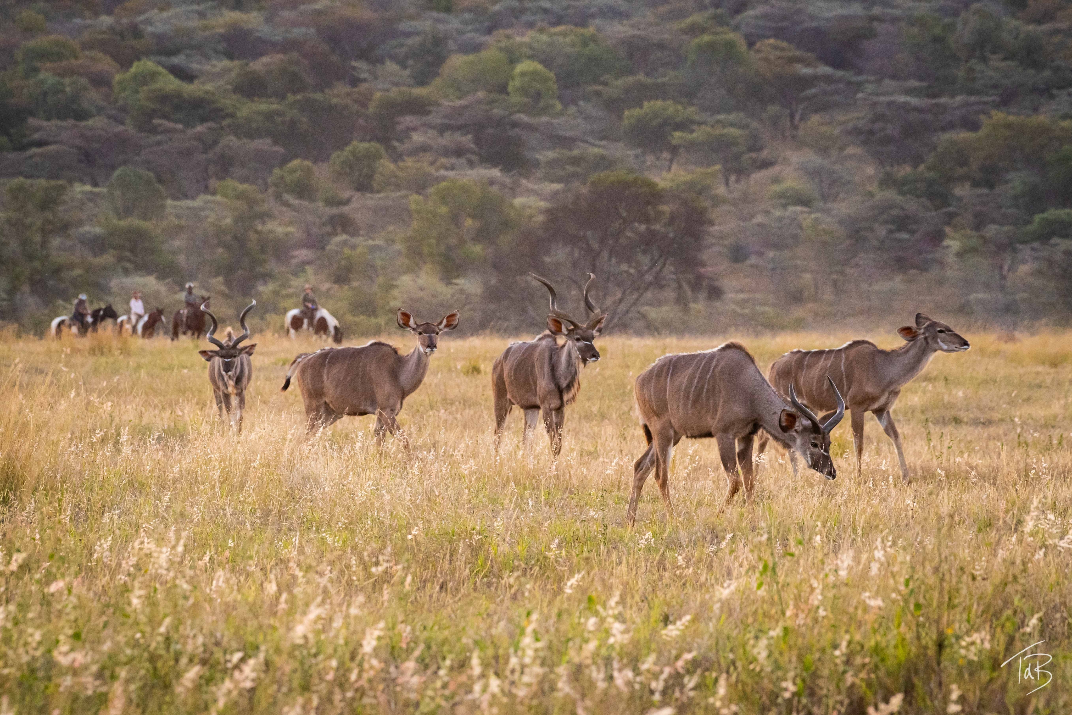Image Afrique du Sud : Safari "Découverte" à cheval