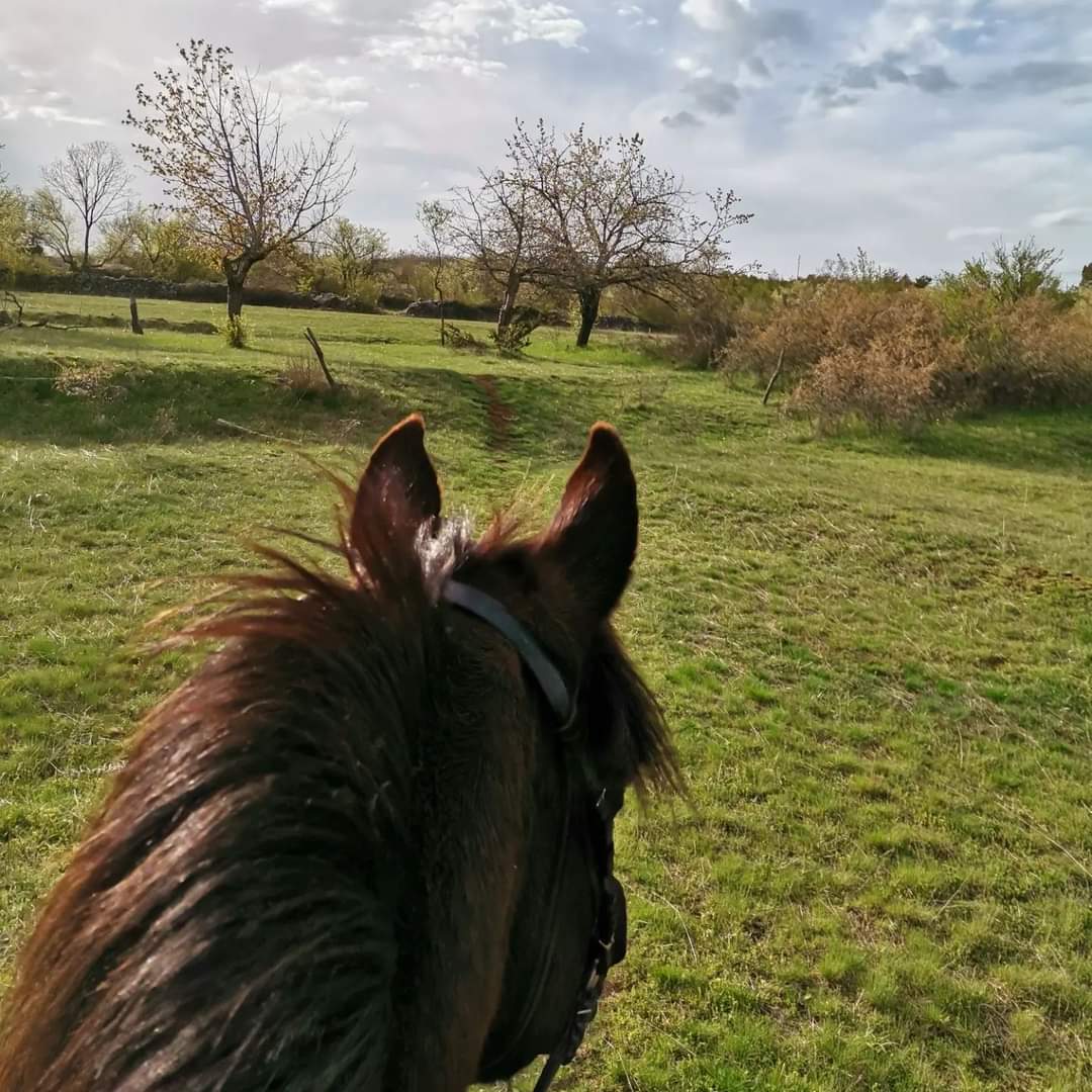 Image Croatie: Les collines de Dalmatie à cheval
