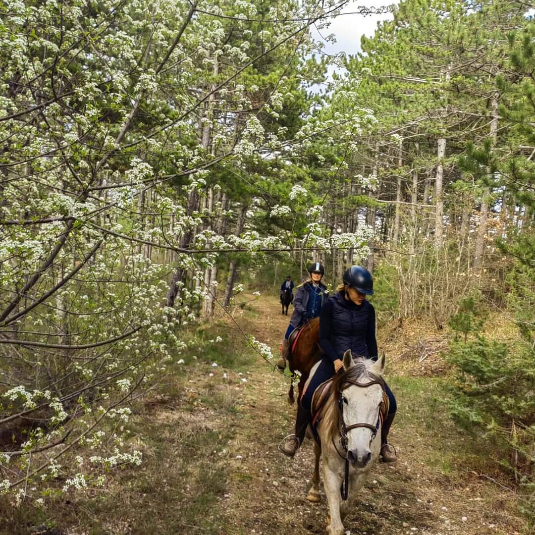 Image Croatie: Les collines de Dalmatie à cheval
