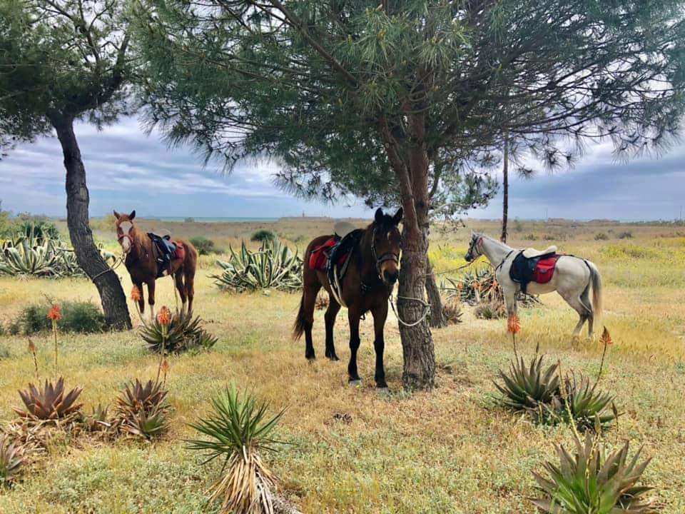 Image Sicile : La traversée de la Sicile à cheval