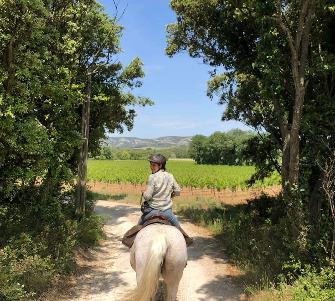 Image Du Luberon aux Alpilles à cheval
