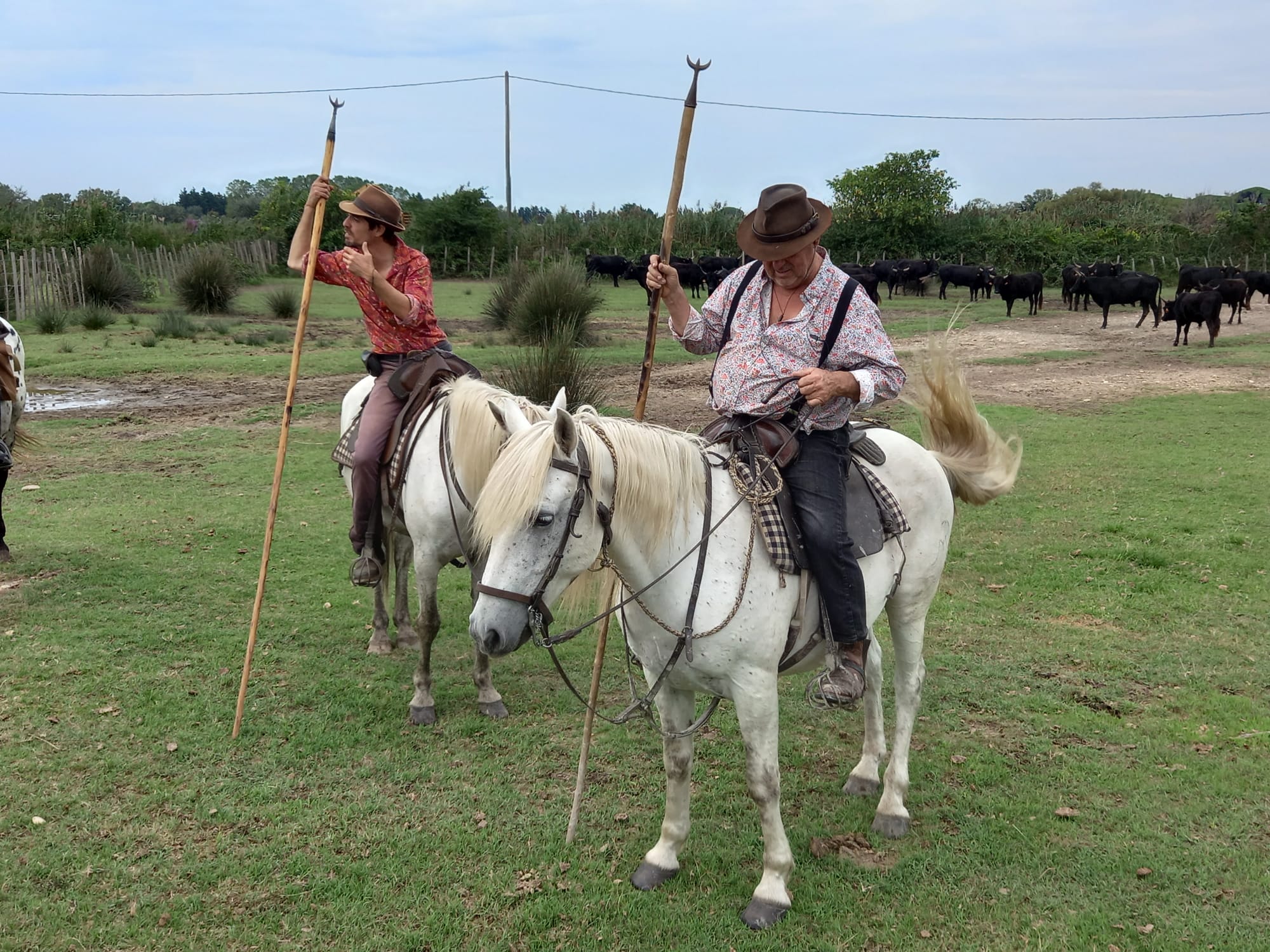 Image Voyage à cheval des collines du Luberon et des Alpilles à la Camargue