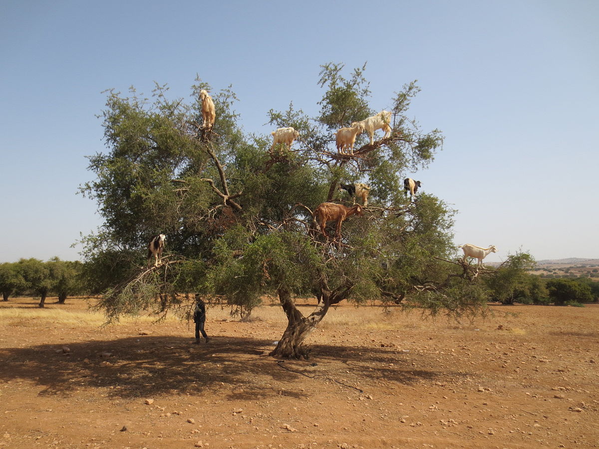 Image La Chevauchée de Mogador