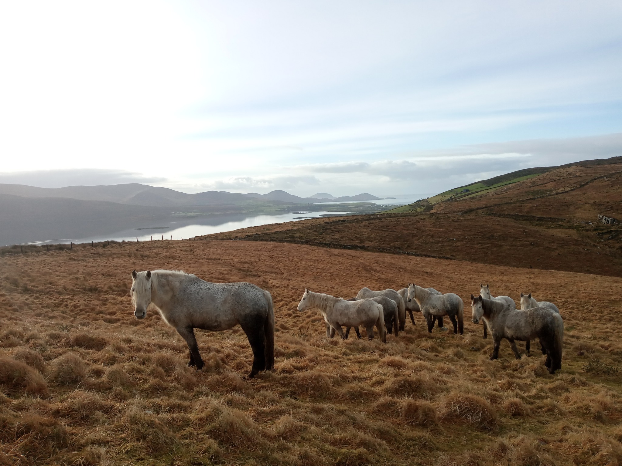 Image Killarney et l'anneau du Kerry à cheval en Irlande