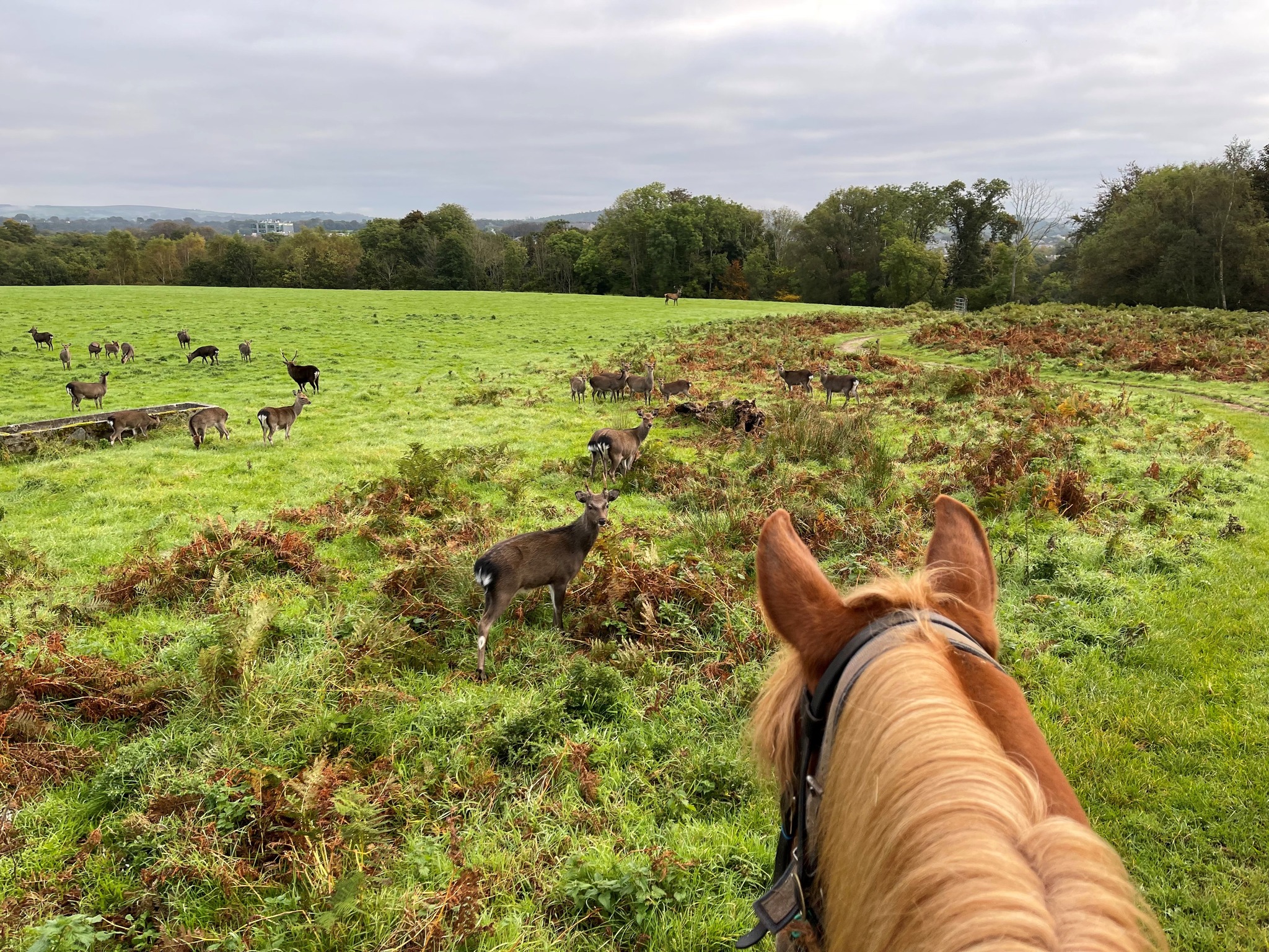 Image Killarney et l'anneau du Kerry à cheval en Irlande