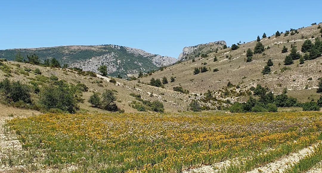 Image La route de la lavande, voyage à cheval du Luberon à la Drôme Provençale