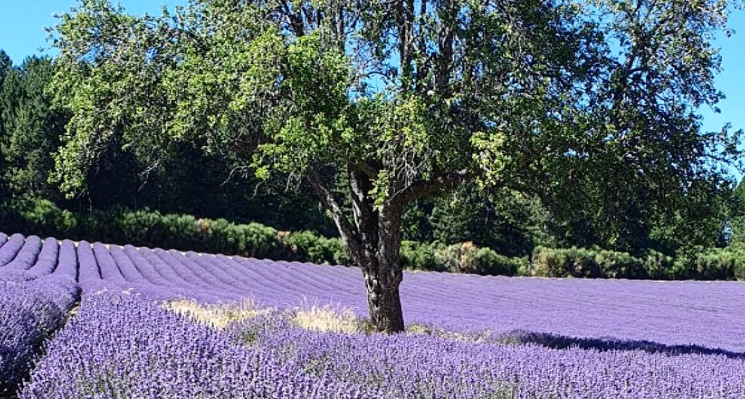 Image La route de la lavande, voyage à cheval du Luberon à la Drôme Provençale