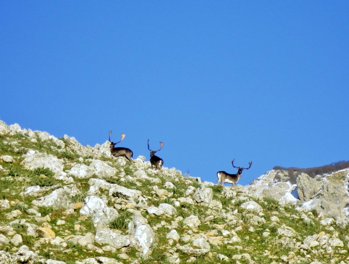 Image Sicile : Le Parc naturel des Madonies à cheval en étoile et en itinérance