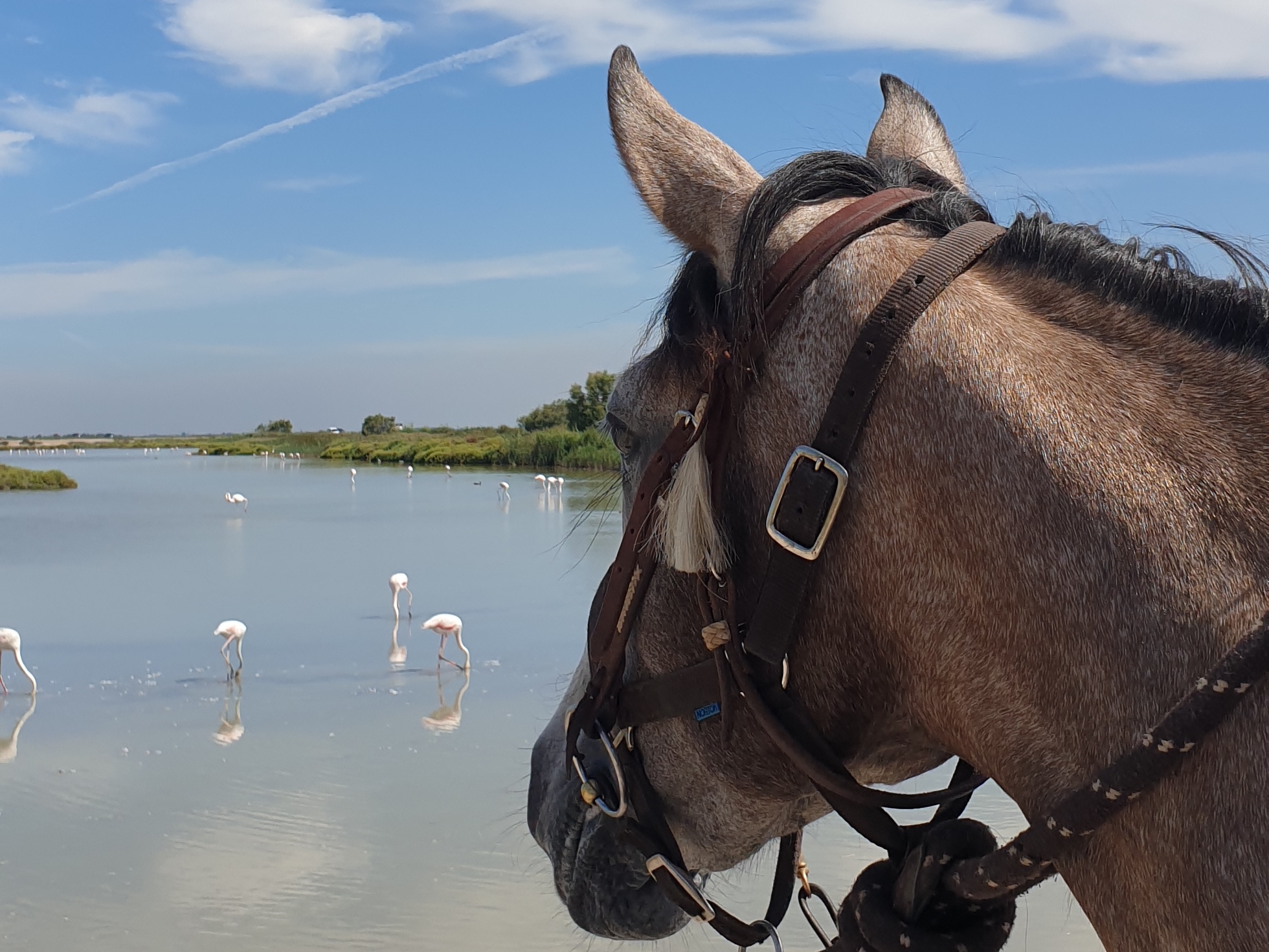 Image Voyage à cheval des collines du Luberon et des Alpilles à la Camargue