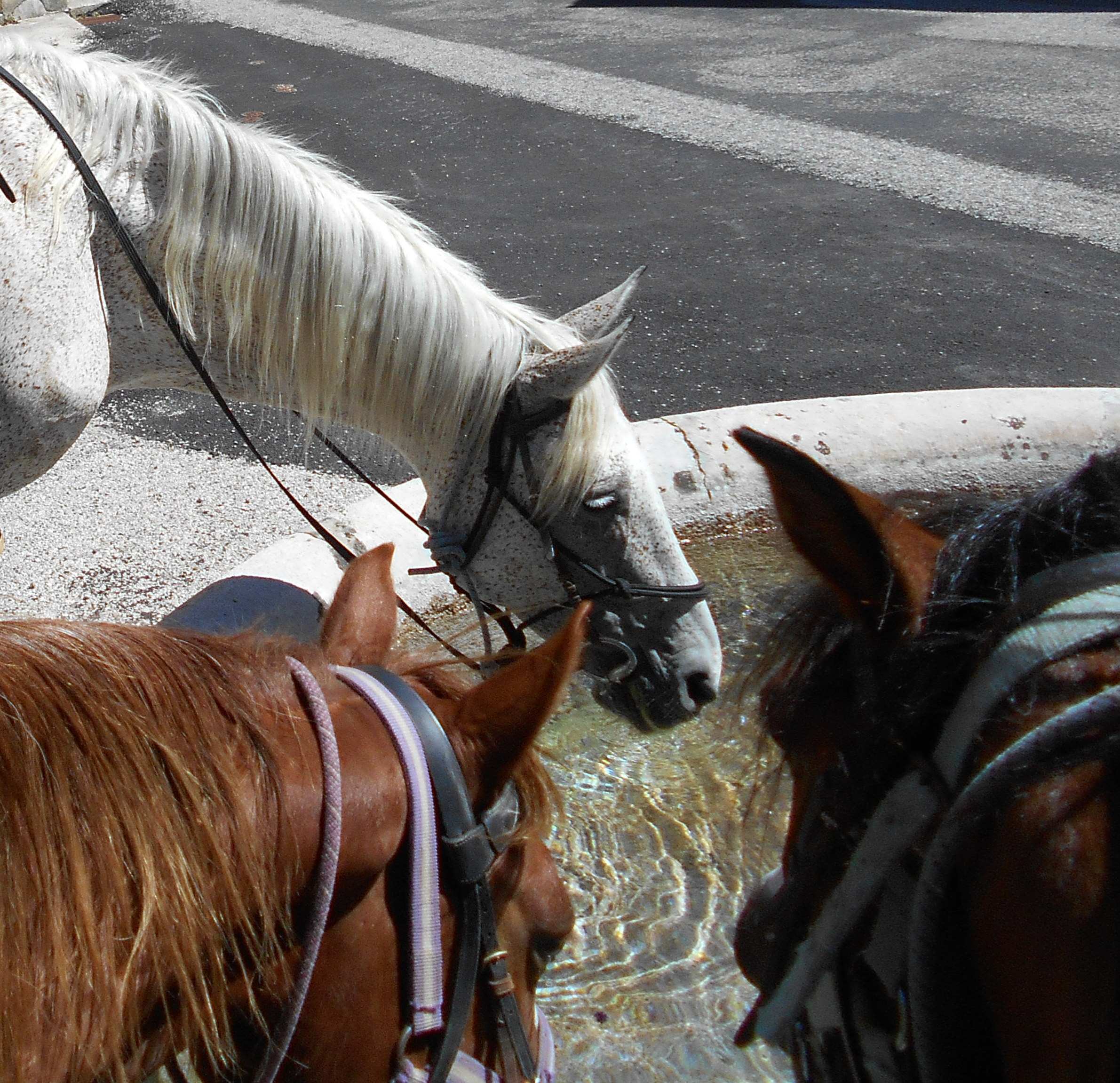 Image Echappée en  rando à cheval sur le plateau du Vercors