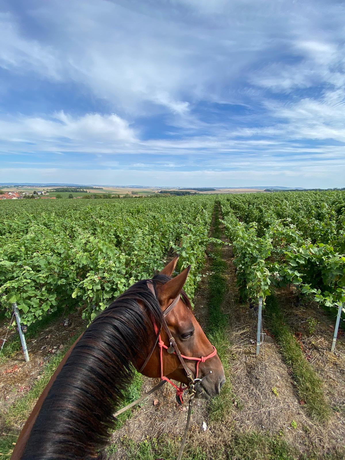 Image Chevauchée pétillante dans les vignobles de Champagne