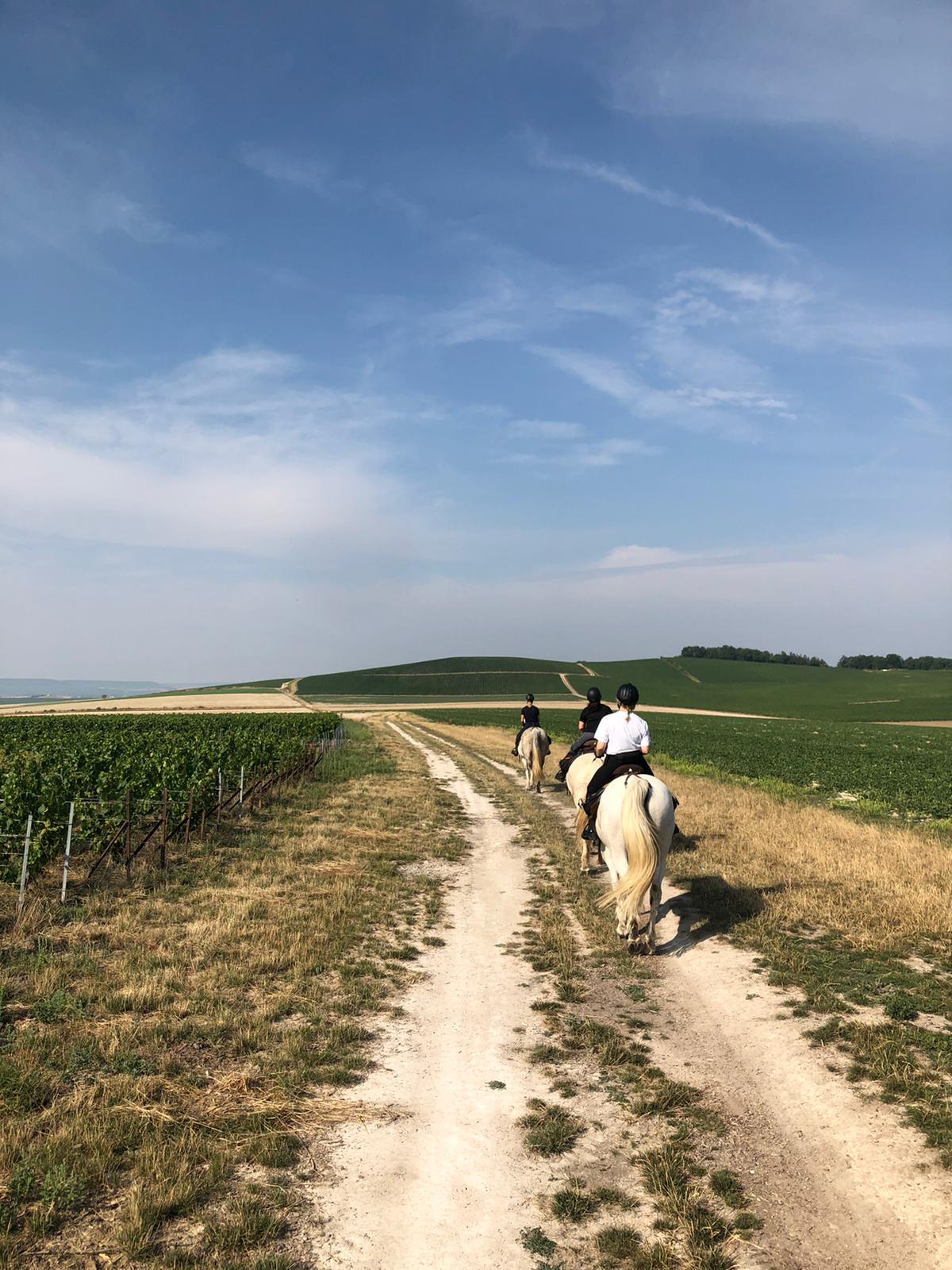 Image Chevauchée pétillante dans les vignobles de Champagne