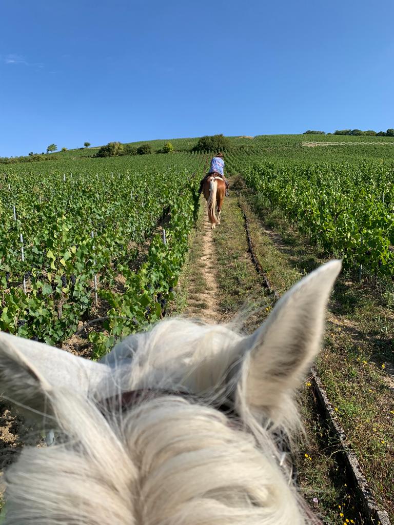 Image Chevauchée pétillante dans les vignobles de Champagne