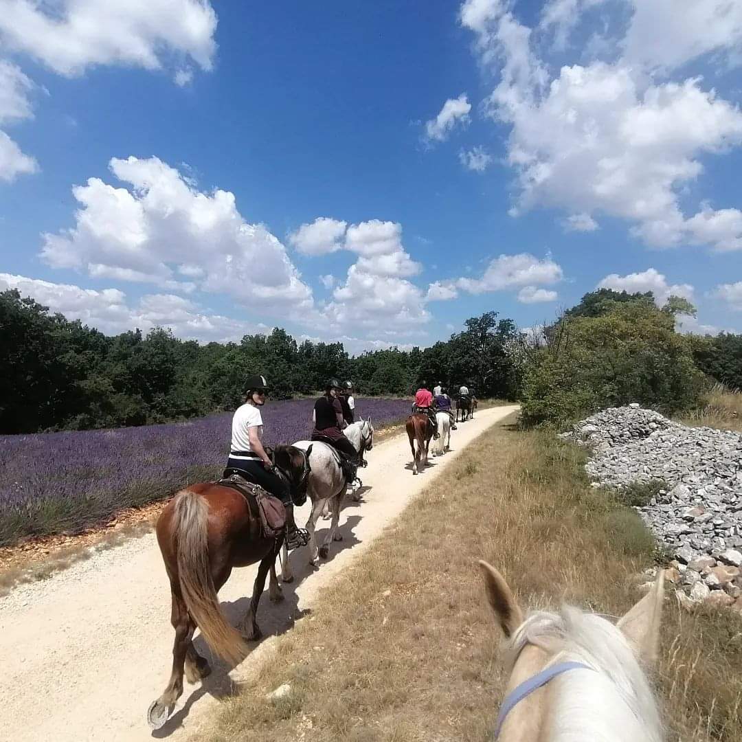 Image La route de la lavande, voyage à cheval du Luberon à la Drôme Provençale