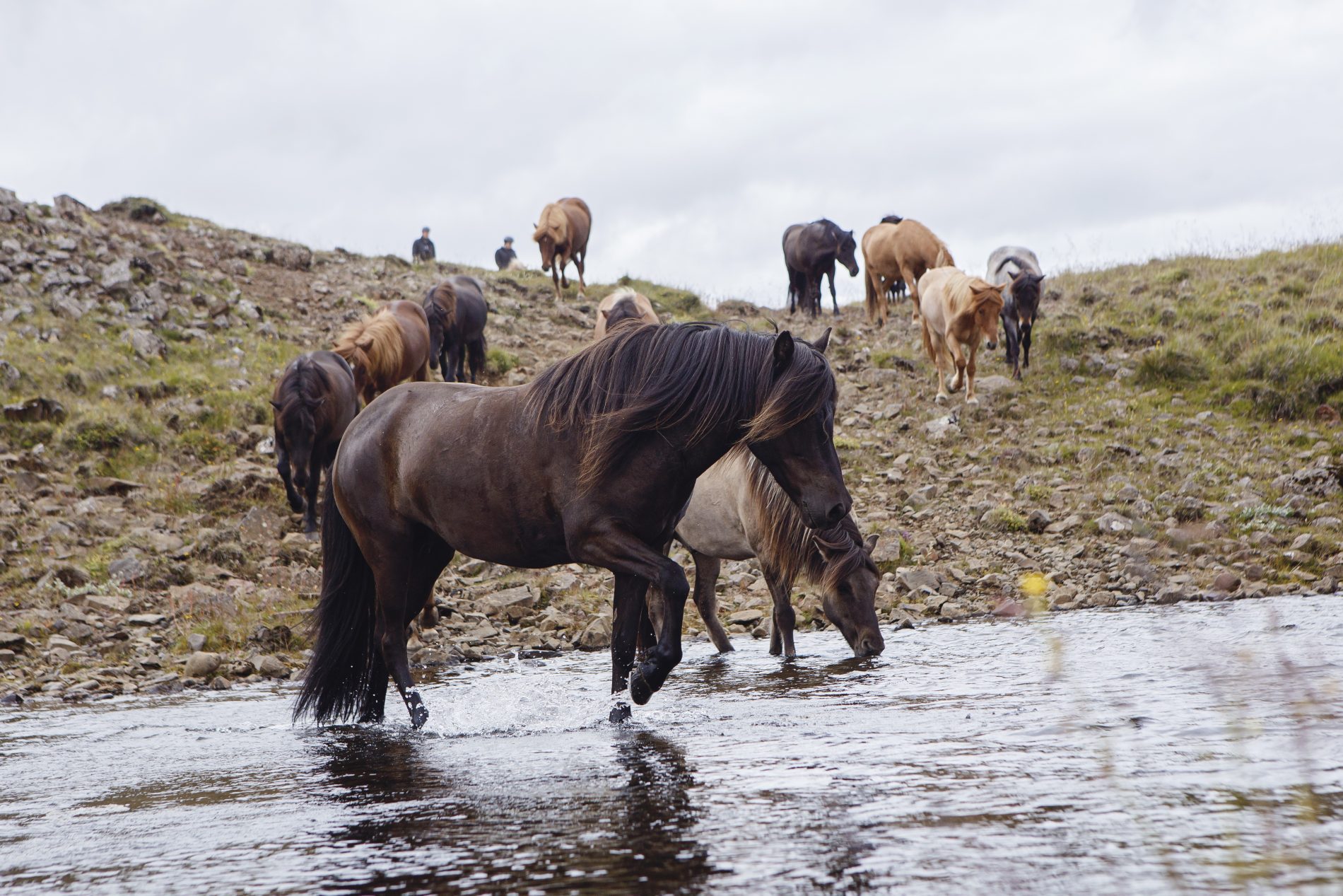 Image Le sud de l'Islande en rando à cheval - Le Cercle d'Or