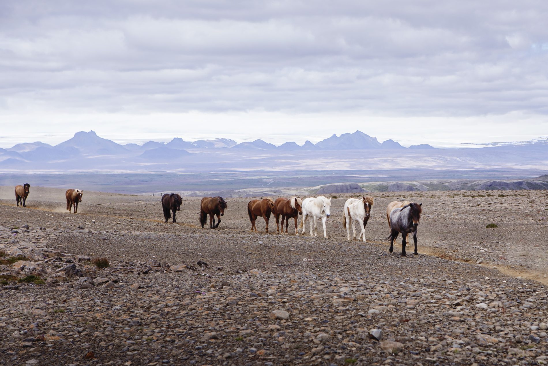 Image Le sud de l'Islande en rando à cheval - Le Cercle d'Or