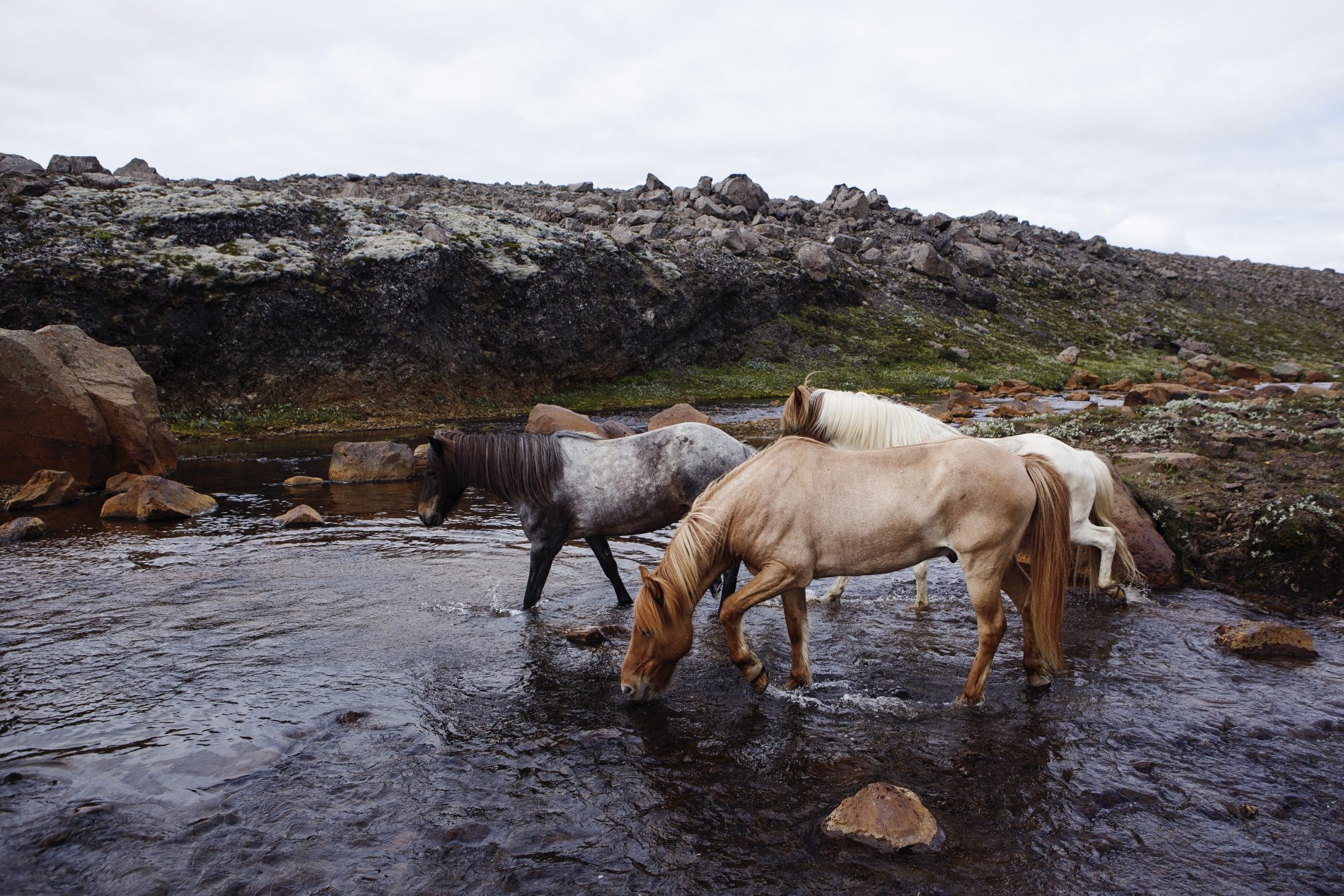Image Le sud de l'Islande en rando à cheval - Le Cercle d'Or