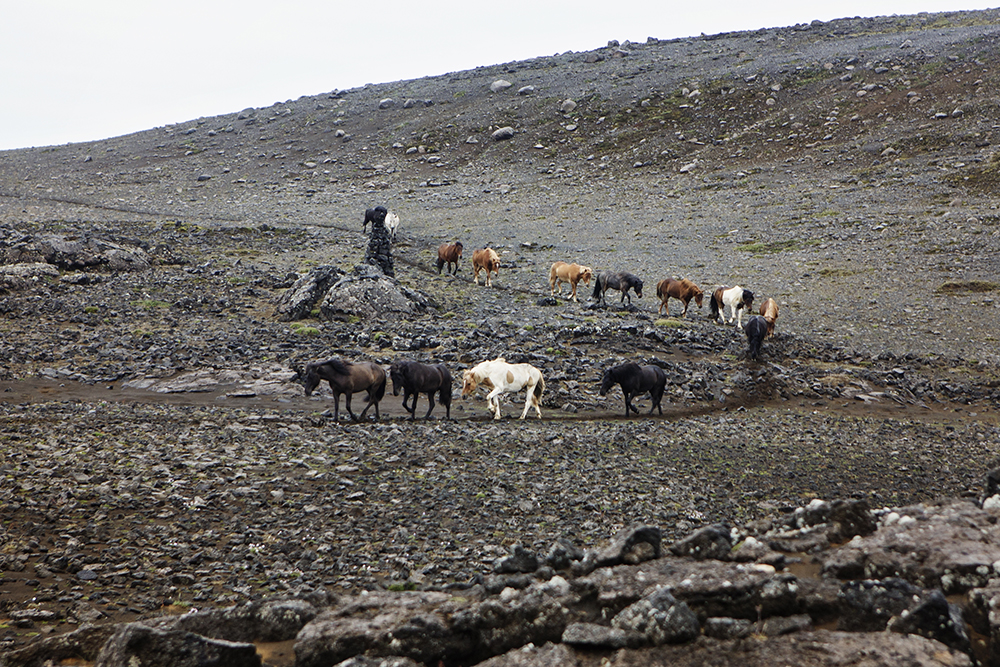 Image La traversée de l'Islande à cheval
