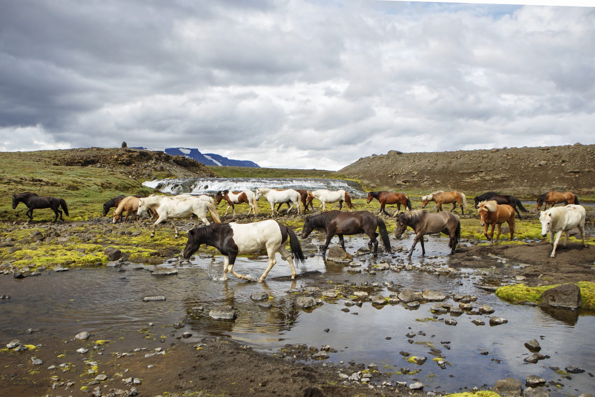 Image La traversée de l'Islande à cheval