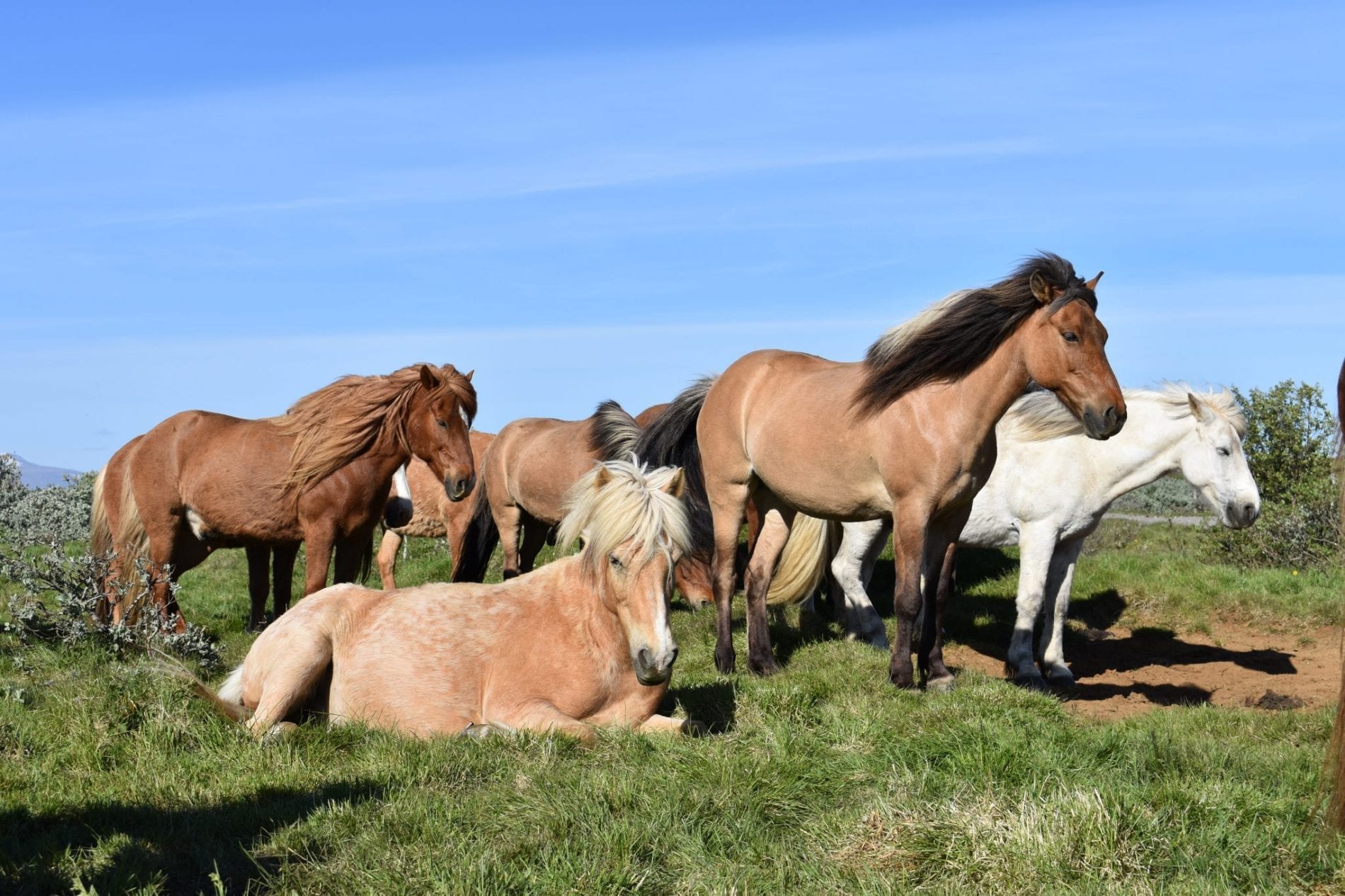 Image Le sud de l'Islande en rando à cheval - Le Cercle d'Or