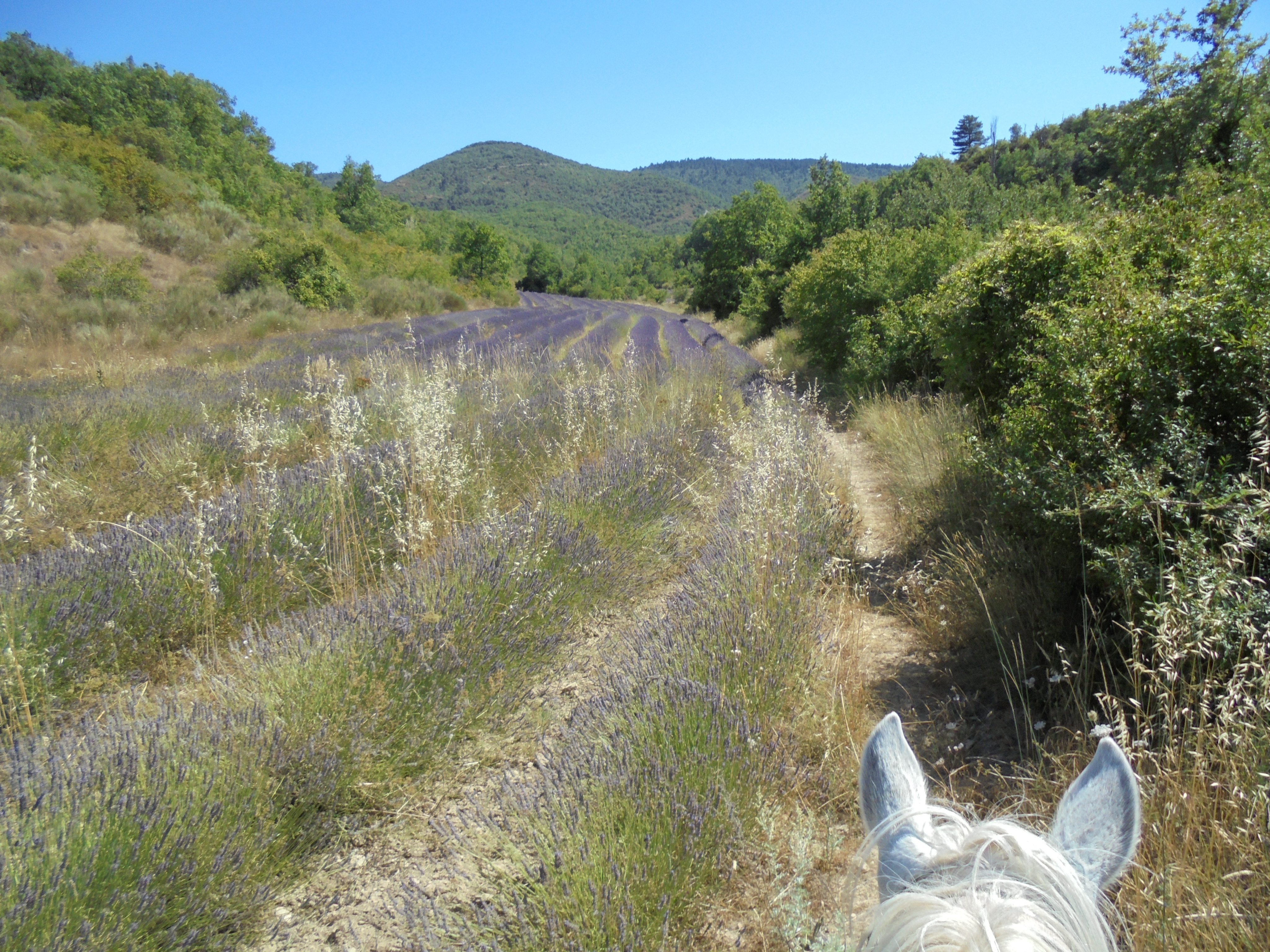 Voyage à cheval en PROVENCE