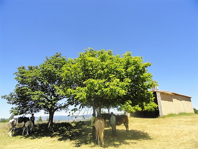 Voyage à cheval en PROVENCE