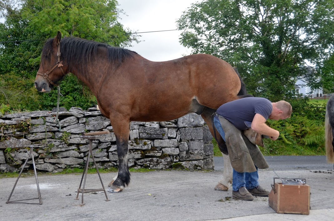 Image Stage d'équitation et randonnées en étoile en Irlande