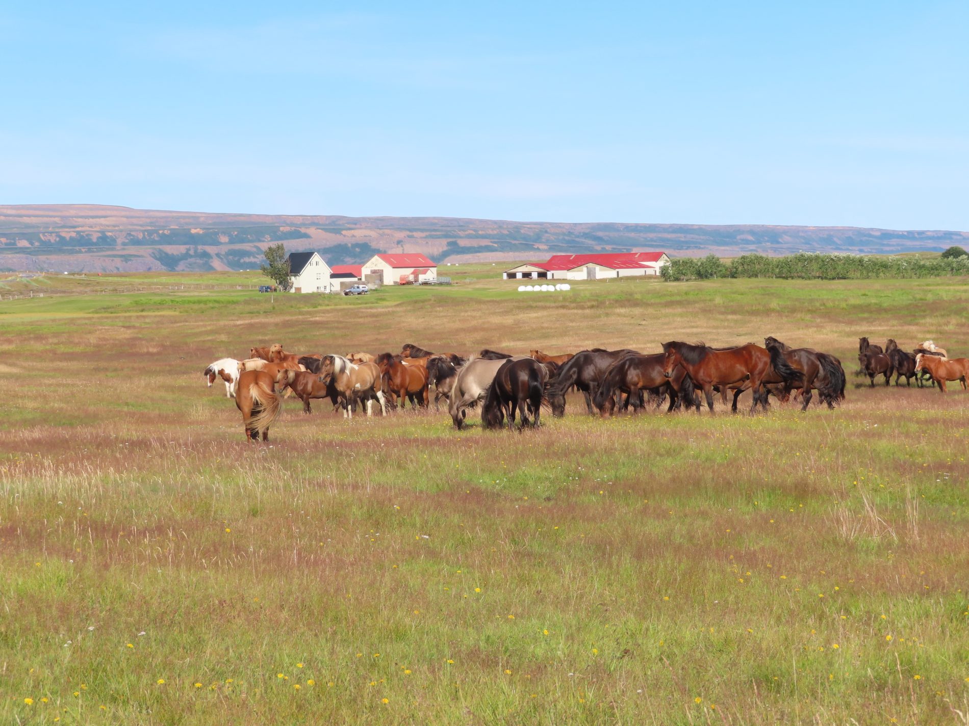 Image Le nord de l'Islande en rando à cheval