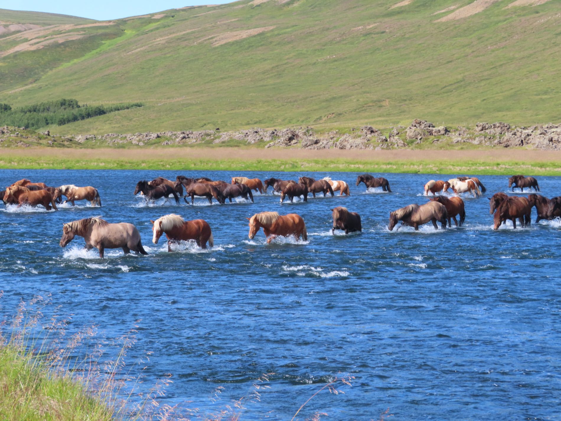 Image Le nord de l'Islande en rando à cheval