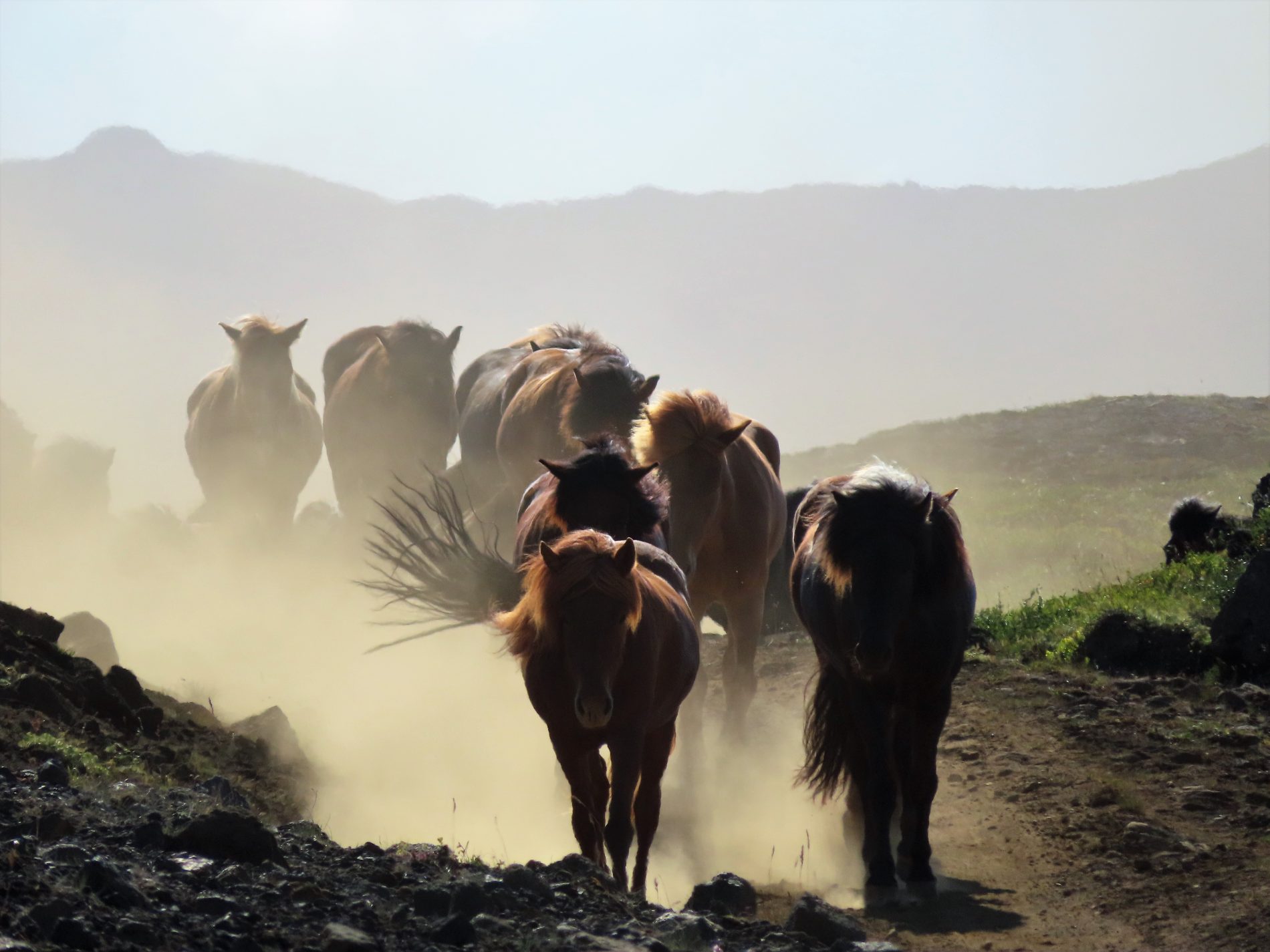 Image Le nord de l'Islande en rando à cheval