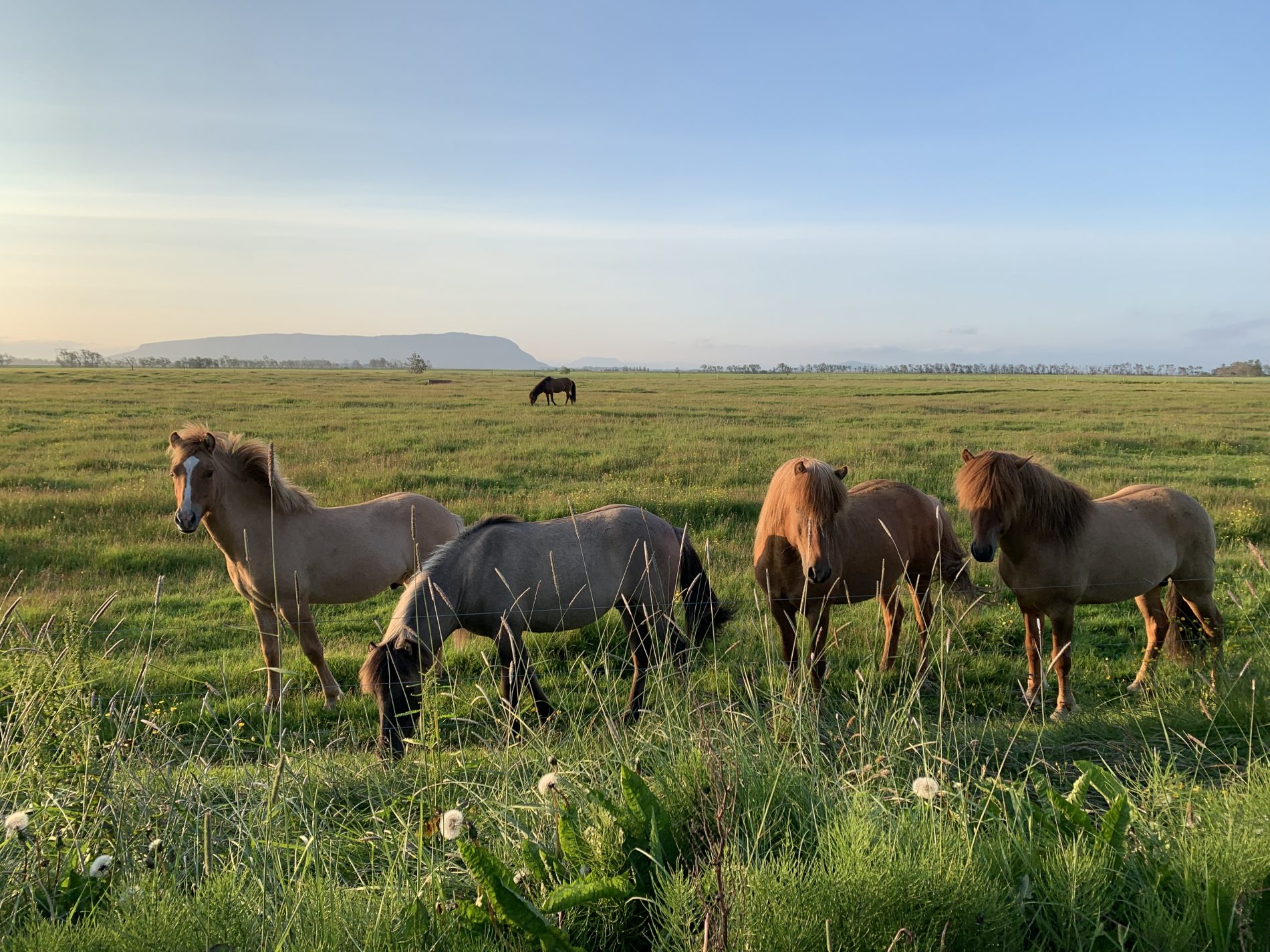 Image Le sud de l'Islande en rando à cheval - Le Cercle d'Or